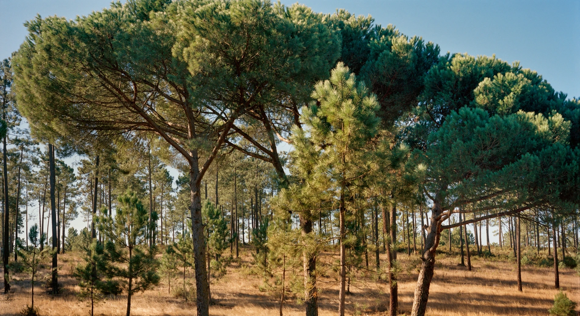 Sheltered by ancient trees