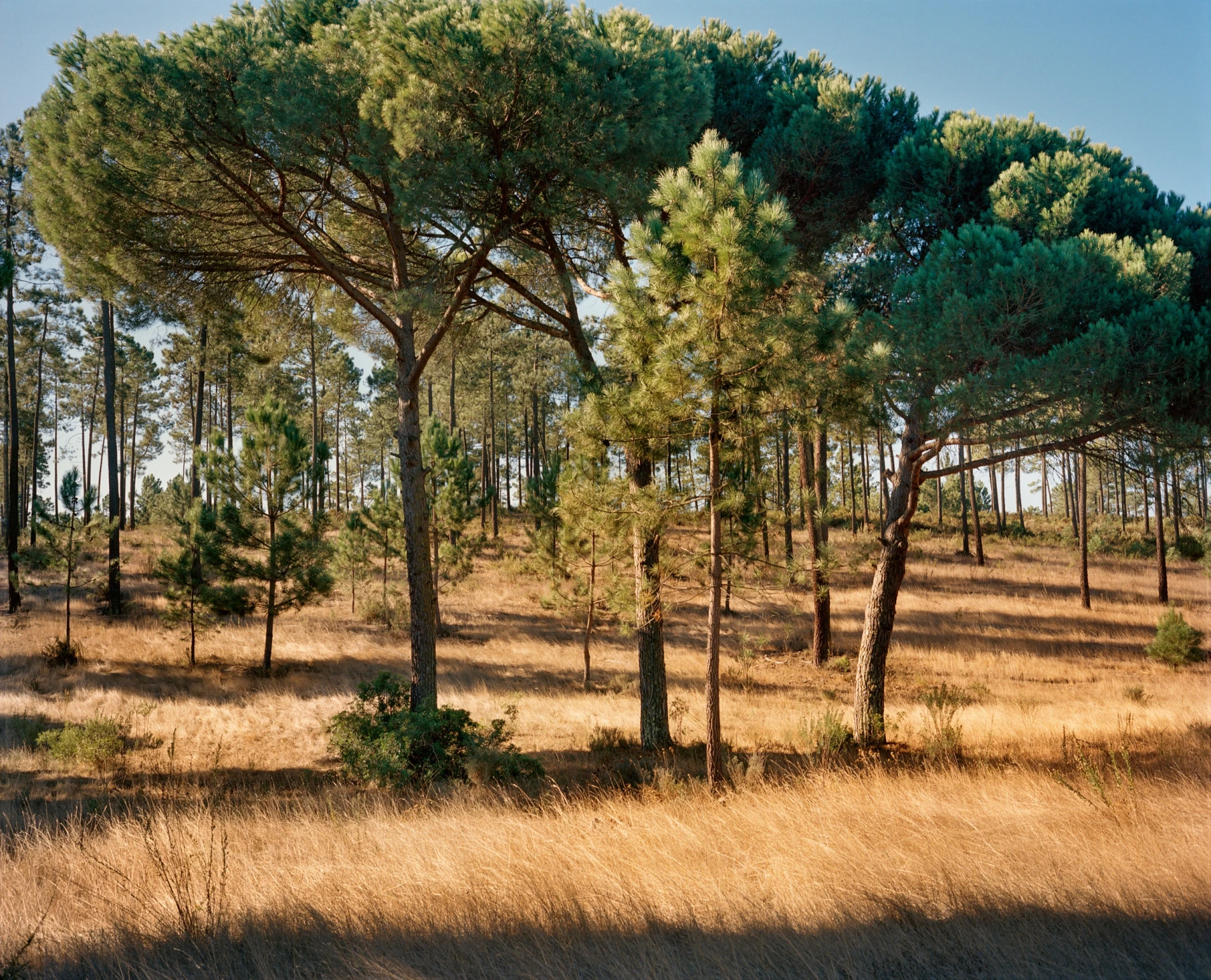 Sheltered by ancient trees